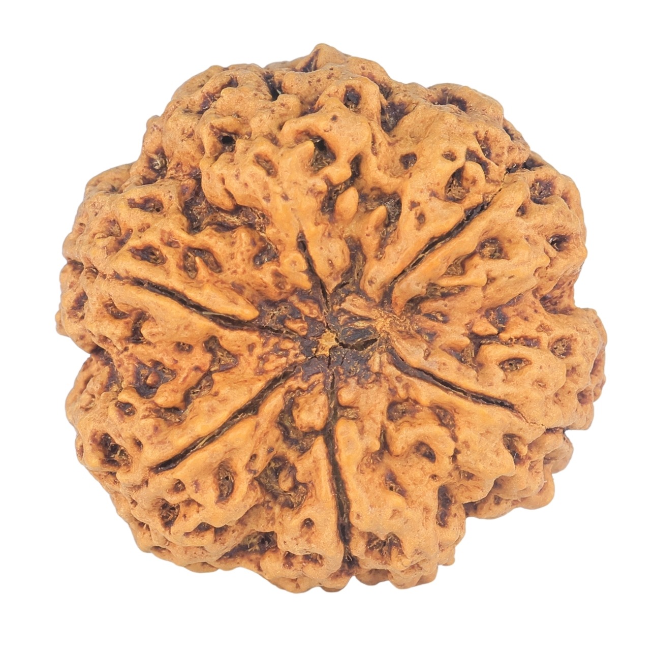 6 Mukhi Rudraksha 31.2mm 7.93gm - Rudraksha back