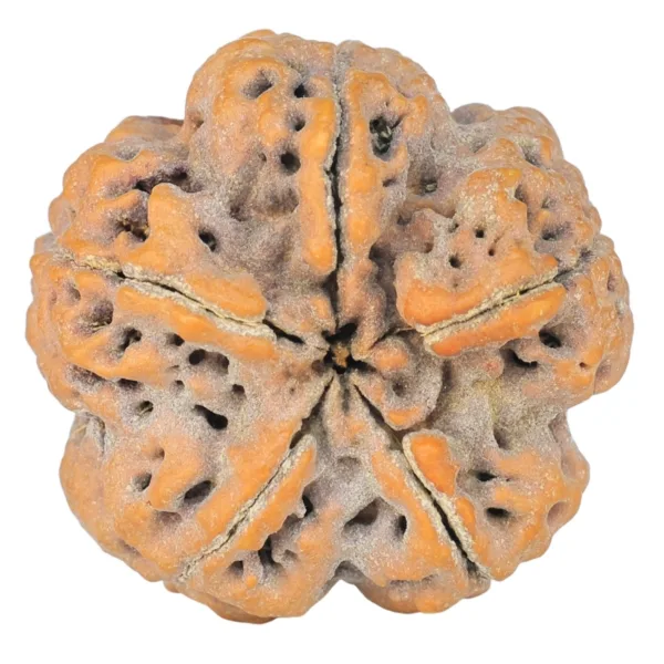 5 Mukhi Rudraksha 30mm 8.89gm - Rudraksha back