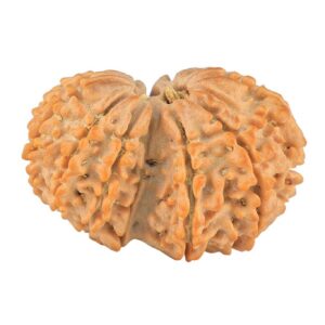 11 Mukhi Garbhgauri 29.7mm 4.75gm - Rudraksha back