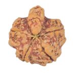 5 Mukhi Ganesh 21.2mm 3.76gm - Rudraksha back