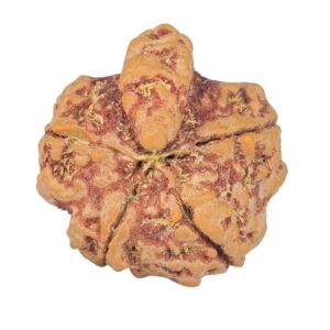 5 Mukhi Ganesh 21.2mm 3.76gm - Rudraksha back