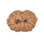 14 Mukhi Rudraksha 23.3mm 2.52gm - Origin: Indonesia - Rudraksha back
