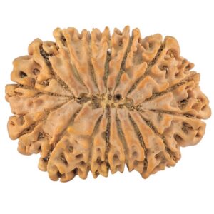 16 Mukhi Rudraksha 33.2mm 5.29gm - Rudraksha back