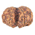 7 MK Gaurishankar 24.7mm 3.12gm - Rudraksha back