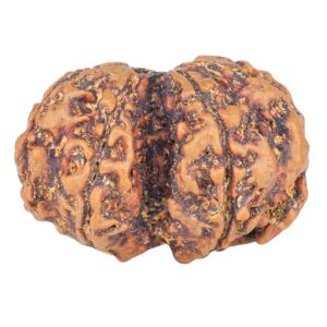 7 MK Gaurishankar 24.7mm 3.12gm - Rudraksha back