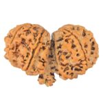 13 Mukhi Mini Trijuti 38mm 7gm - Rudraksha back
