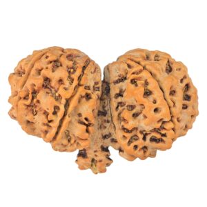 13 Mukhi Mini Trijuti 38mm 7gm - Rudraksha back