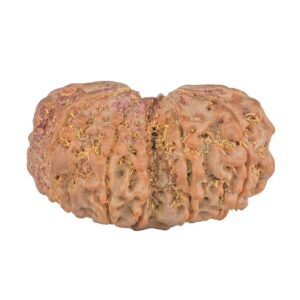 11 MK Gaurishankar 30mm 5gm - Rudraksha back
