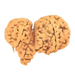 11 Mukhi Mini Trijuti 37.3mm 6.4gm - Rudraksha back