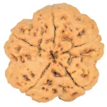 5 Mukhi Rudraksha 29.6mm 8.68gm - Rudraksha back