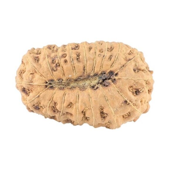 18 Mukhi Rudraksha 22.9mm 2gm - Rudraksha back