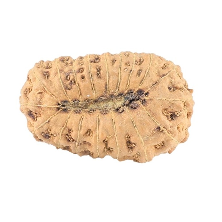 18 Mukhi Rudraksha 22.9mm 2gm - Rudraksha back