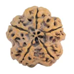 5 Mukhi Rudraksha 30.6mm 7.74gm - Rudraksha back
