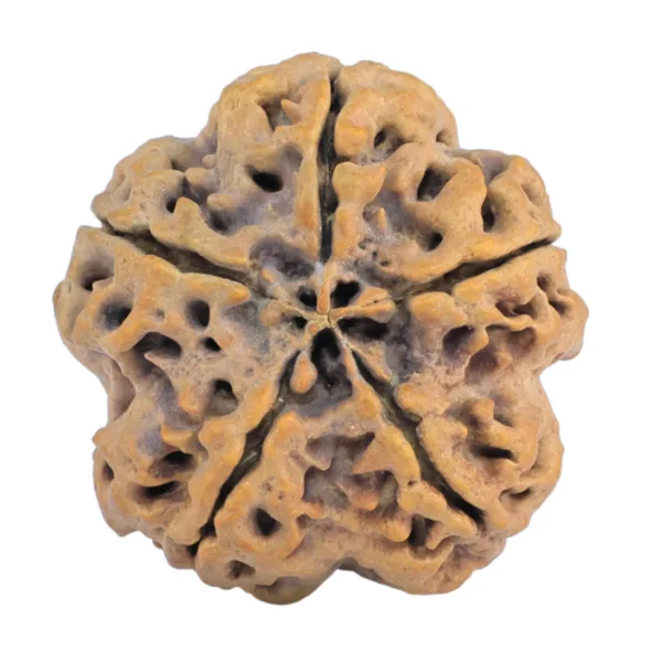 5 Mukhi Rudraksha 30.6mm 7.74gm - Rudraksha back