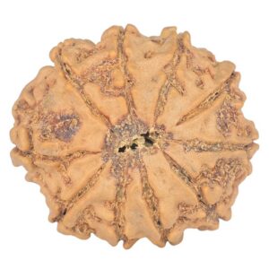 rudraksha_back_image-z_4Ro.jpg 10 Mukhi Rudraksha 23.2mm 3.26gm - Rudraksha back