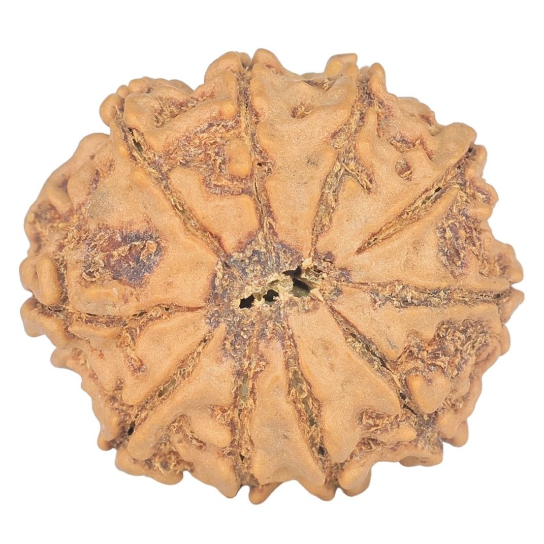 10 Mukhi Rudraksha 23.2mm 3.26gm - Rudraksha back