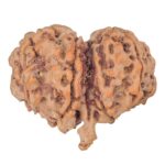 11 Mukhi G.S & Ganesh 29.1mm 5.08gm - Rudraksha back