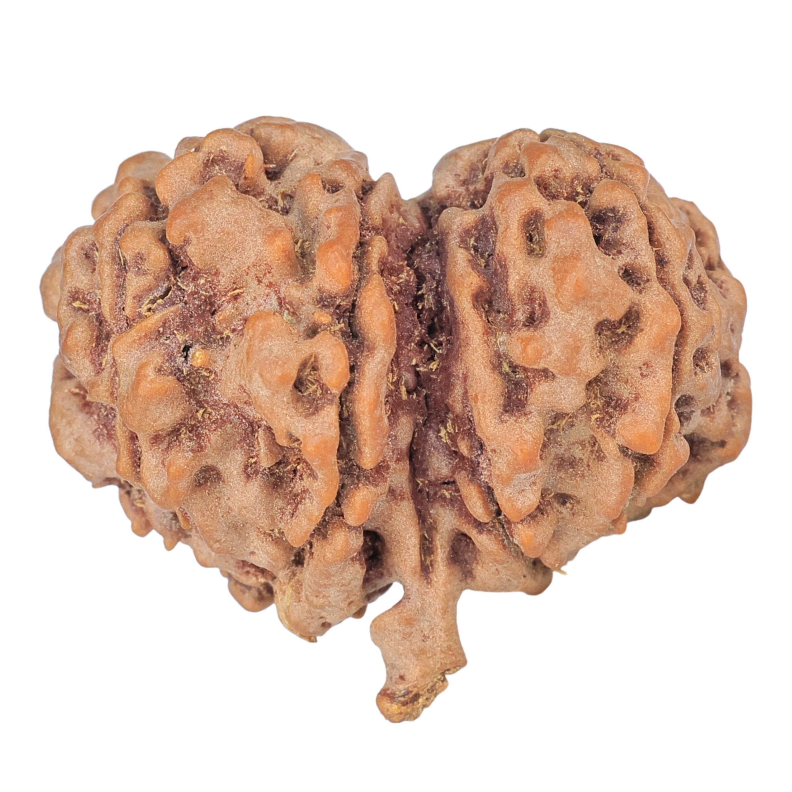 11 Mukhi G.S & Ganesh 29.1mm 5.08gm - Rudraksha back