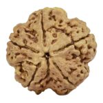 5 Mukhi Rudraksha 30.2mm 6.7gm - Rudraksha