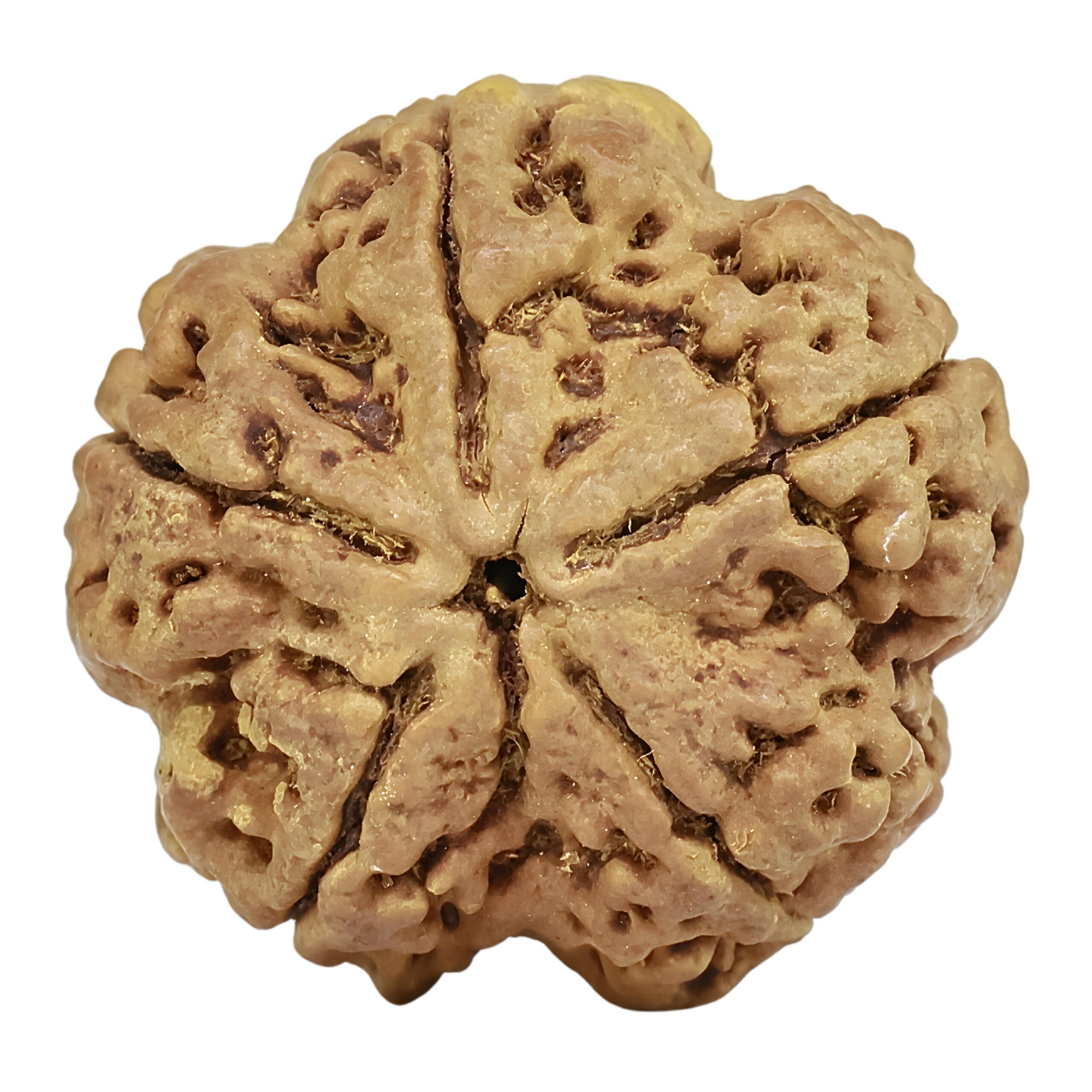 5 Mukhi Rudraksha 30.2mm 6.7gm - Rudraksha