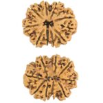 9 MK Gaurishankar 33.8mm 7.16gm - Rudraksha