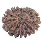 18 Mukhi Rudraksha 28.6mm 5.39gm - Rudraksha