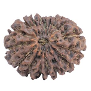 18 Mukhi Rudraksha 28.6mm 5.39gm - Rudraksha