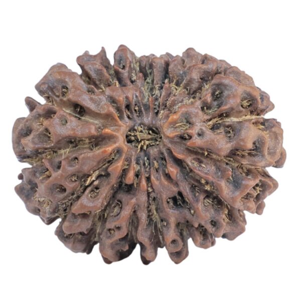 18 Mukhi Rudraksha 28.6mm 5.39gm - Rudraksha