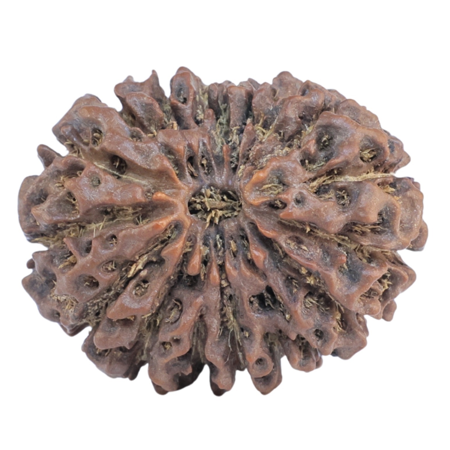 18 Mukhi Rudraksha 28.6mm 5.39gm - Rudraksha