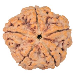 5 Mukhi Rudraksha 30mm 8.08gm - Rudraksha