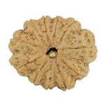 11 Mukhi Rudraksha 28mm 5.52gm - Rudraksha