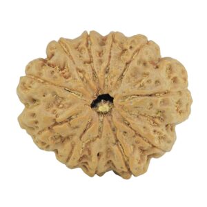11 Mukhi Rudraksha 28mm 5.52gm - Rudraksha