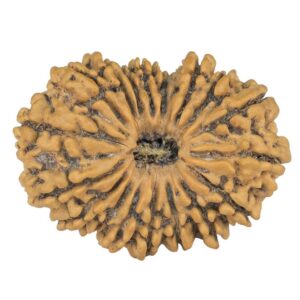18 Mukhi Rudraksha 30.7mm 4.37gm - Rudraksha