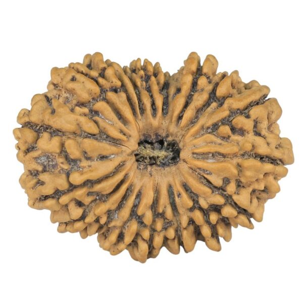 18 Mukhi Rudraksha 30.7mm 4.37gm - Rudraksha