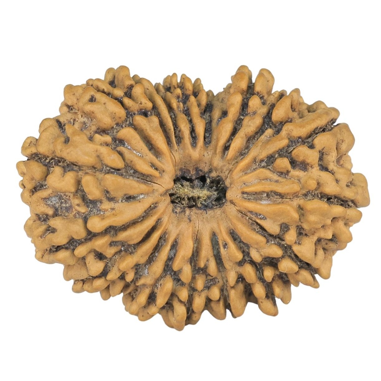 18 Mukhi Rudraksha 30.7mm 4.37gm - Rudraksha
