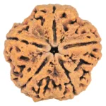 5 Mukhi Rudraksha 29.9mm 7.11gm - Rudraksha