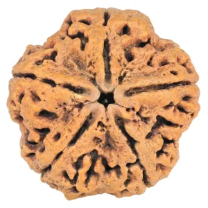 5 Mukhi Rudraksha 29.9mm 7.11gm
