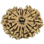 14 Mukhi Rudraksha 27mm 2.07gm - Rudraksha