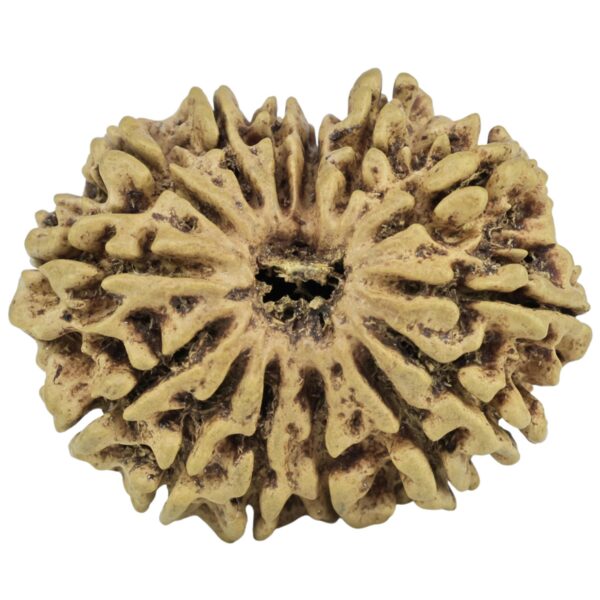 14 Mukhi Rudraksha 27mm 2.07gm - Rudraksha