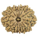 14 Mukhi Rudraksha 26.8mm 4.26gm - Rudraksha