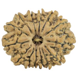 14 Mukhi Rudraksha 26.8mm 4.26gm - Rudraksha
