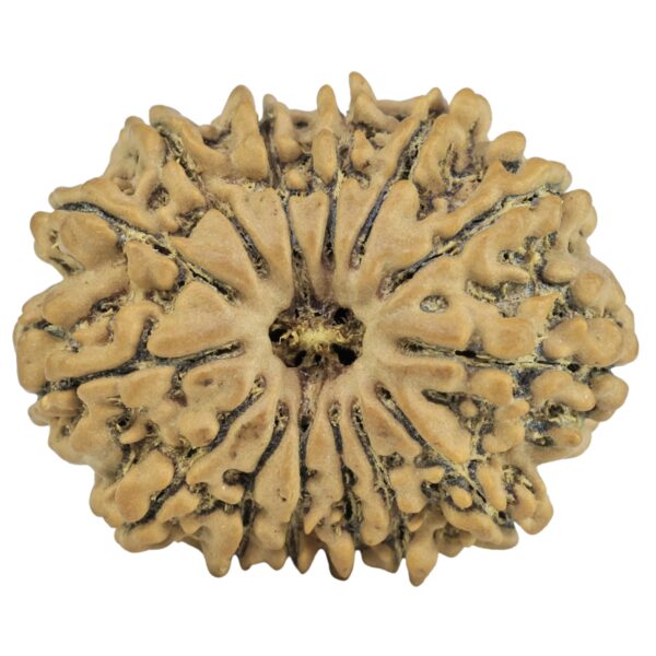 14 Mukhi Rudraksha 26.8mm 4.26gm - Rudraksha
