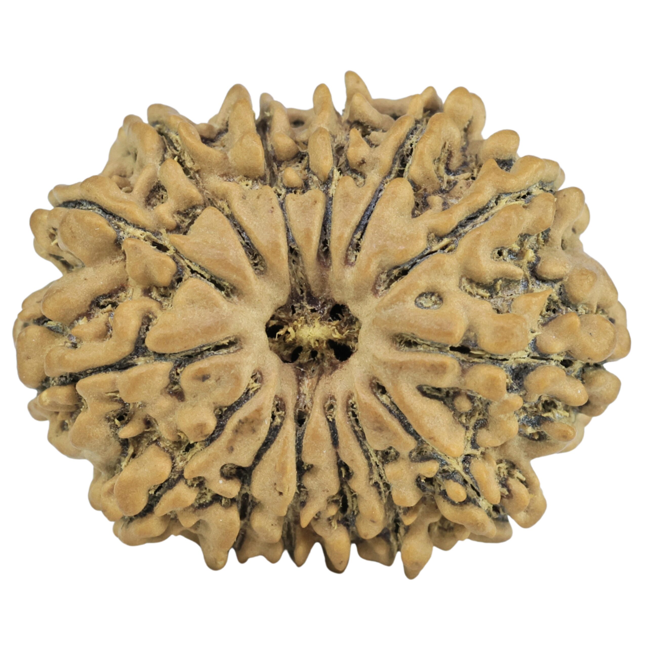 14 Mukhi Rudraksha 26.8mm 4.26gm - Rudraksha