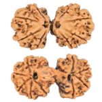 12 Mukhi Mini Trijuti 36.9mm 6.6gm - Rudraksha