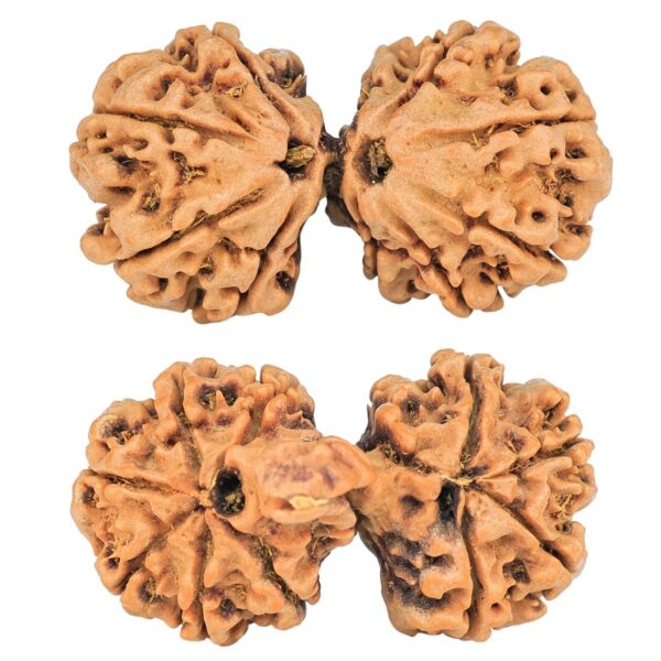 12 Mukhi Mini Trijuti 36.9mm 6.6gm - Rudraksha