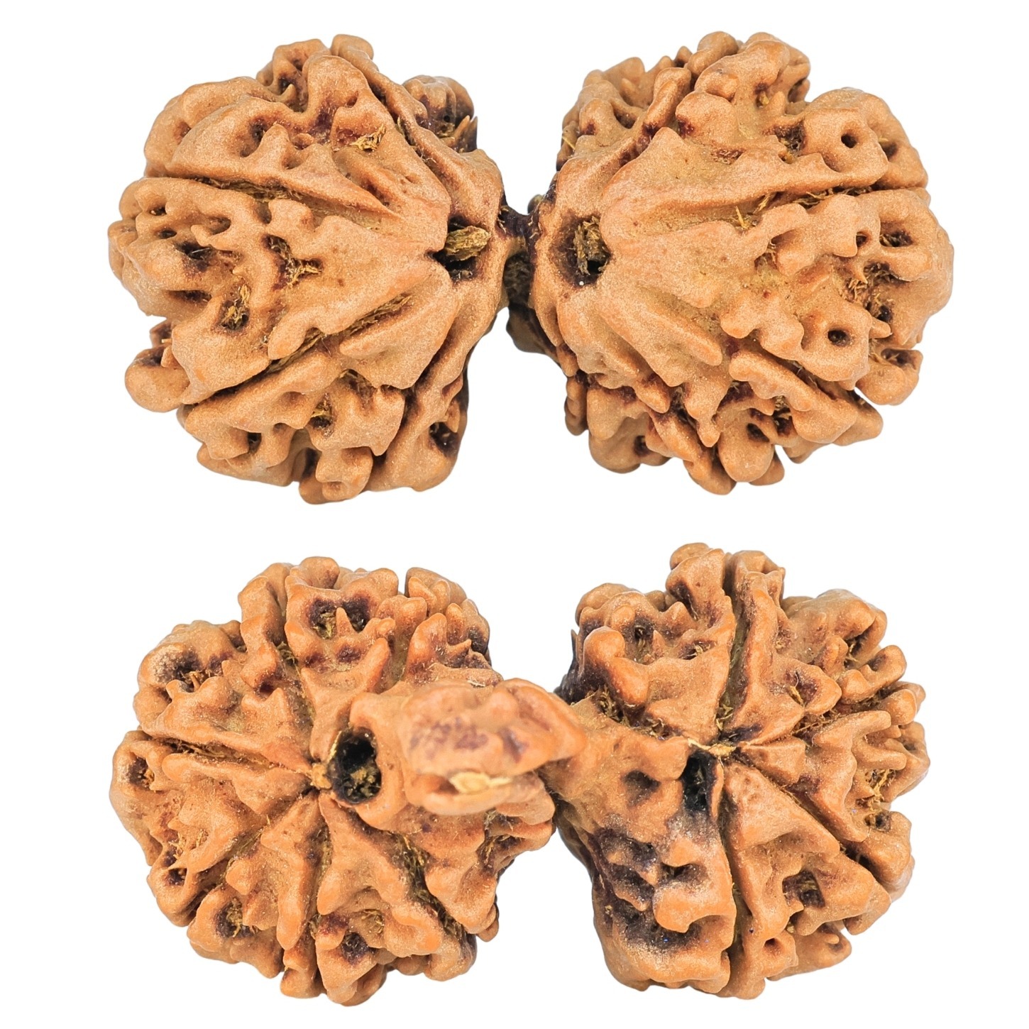 12 Mukhi Mini Trijuti 36.9mm 6.6gm - Rudraksha