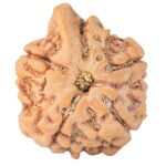 5 Mukhi Ganesh 21.3mm 3.19gm - Rudraksha