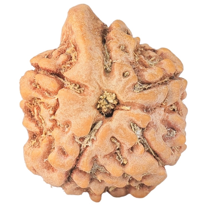 5 Mukhi Ganesh 21.3mm 3.19gm - Rudraksha