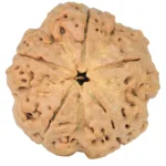 5 Mukhi Rudraksha 30.4mm 7.36gm - Rudraksha