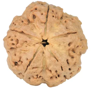5 Mukhi Rudraksha 30.4mm 7.36gm